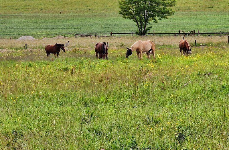 Haras du Val des Charmes