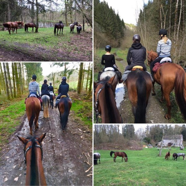 Haras du Val des Charmes - photo 3
