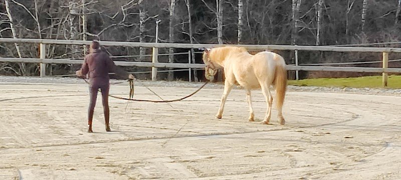 Pension bien-être pour chevaux " Les prés de Sophie "