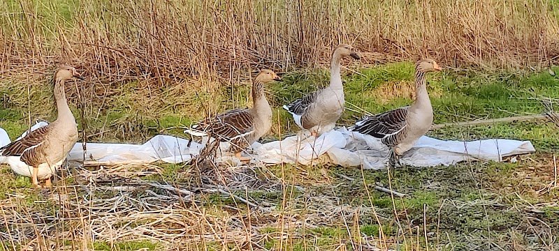Pension bien-être pour chevaux " Les prés de Sophie " - photo 2