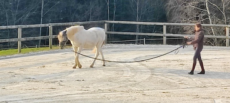 Pension bien-être pour chevaux " Les prés de Sophie " - photo 3