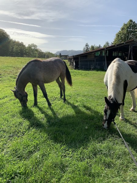 Ferme équestre de la Charme - photo 2