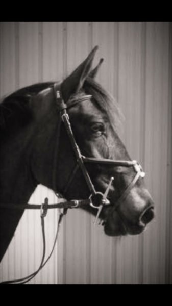 Les Écuries de Pearly - photo 2