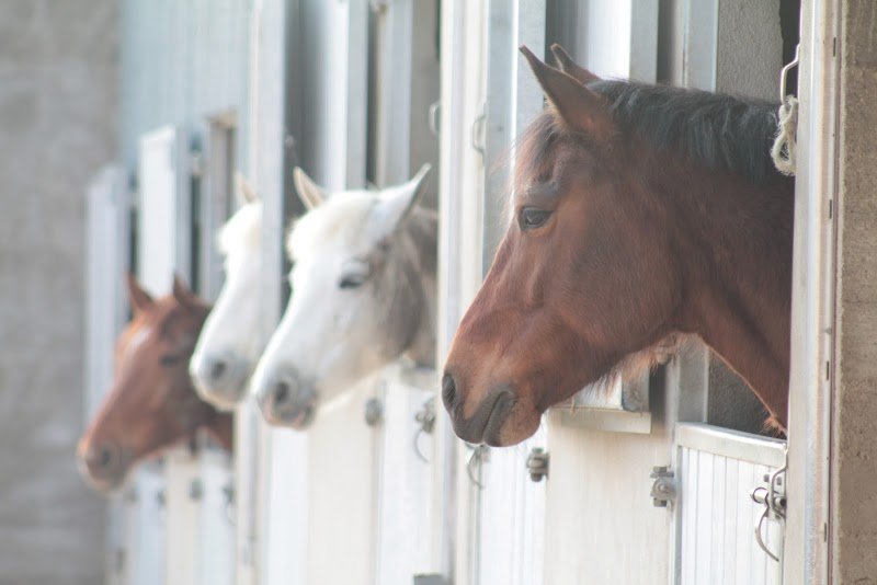 LES ECURIES DE MICY - photo 3