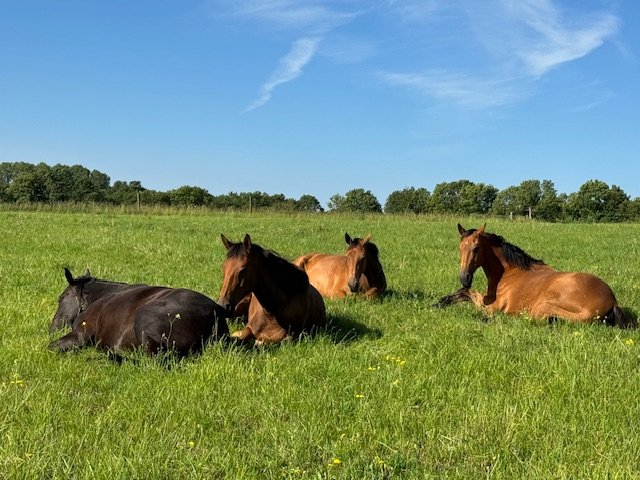 Écuries Equi’ Libre - photo 1