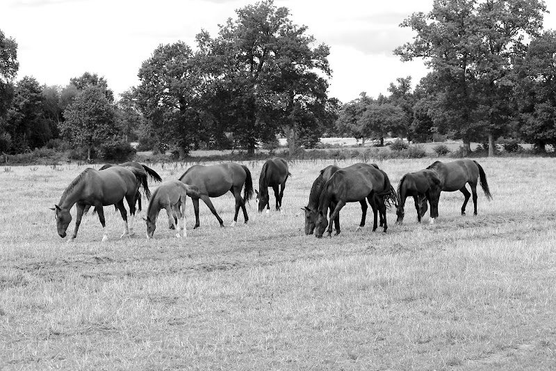 Ecurie Marblésienne