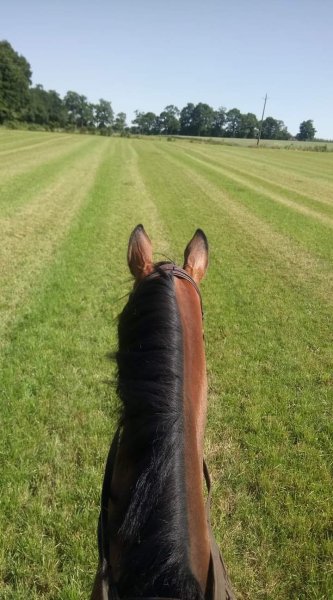 Ecurie Marblésienne - photo 2