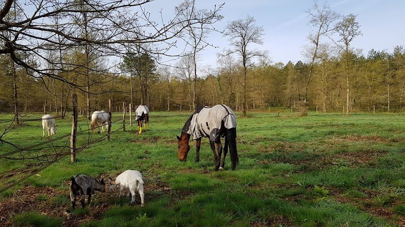 Ecurie L'eau De Fosse - photo 3