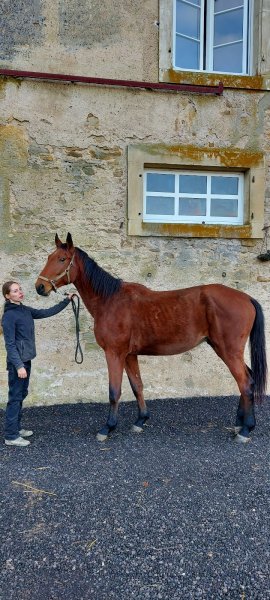 Haras De Chichy - photo 2