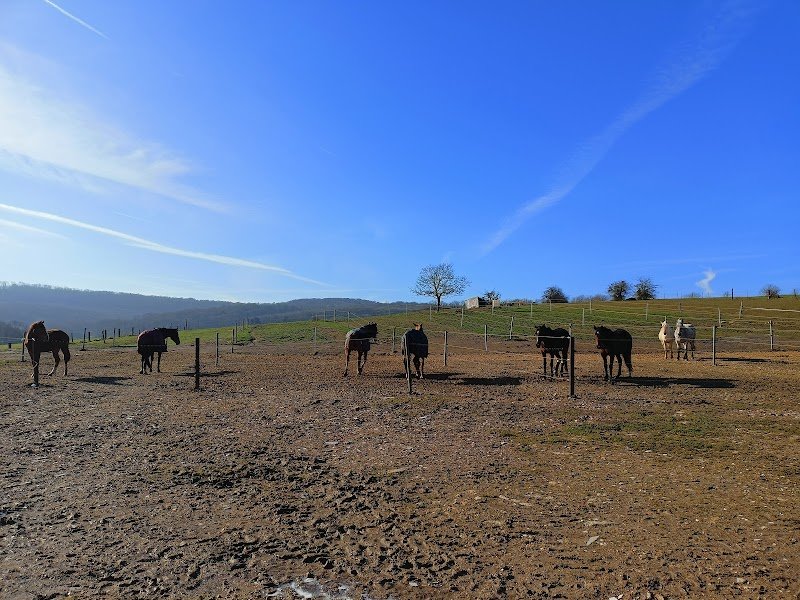 Ecuries du Chemin de Frénois, Vincent Heurtebize - photo 3