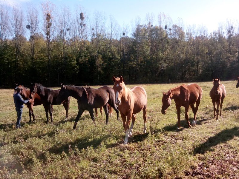 Haras d'Orain - photo 1