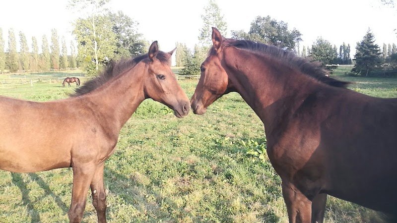 Haras d'Orain - photo 2