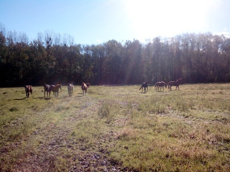 Haras d'Orain - photo 3