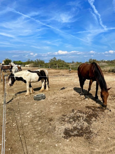 Ecurie du pandore - photo 1