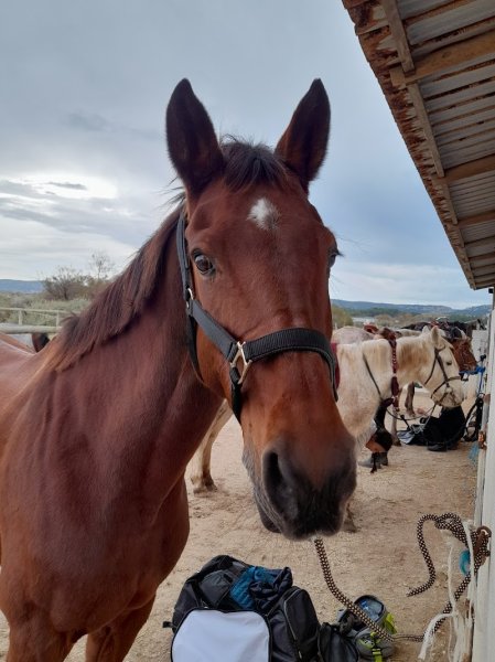 Ecurie du pandore - photo 2