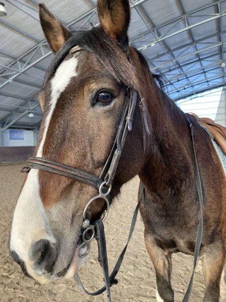 Ecurie du pandore - photo 3