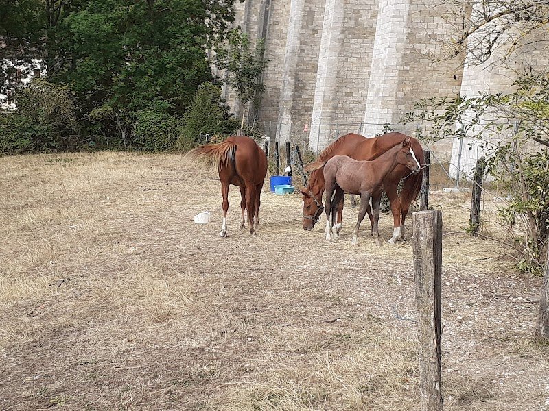 Ecurie Du Viaduc - photo 2