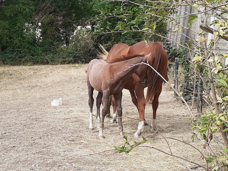 Ecurie Du Viaduc - photo 3