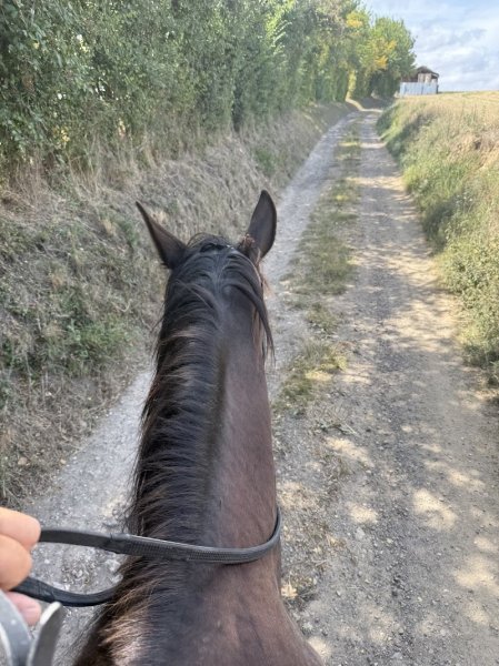 Domaine Equestre des Dakotines - photo 2