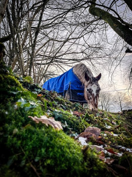 Domaine Equestre des Dakotines - photo 3