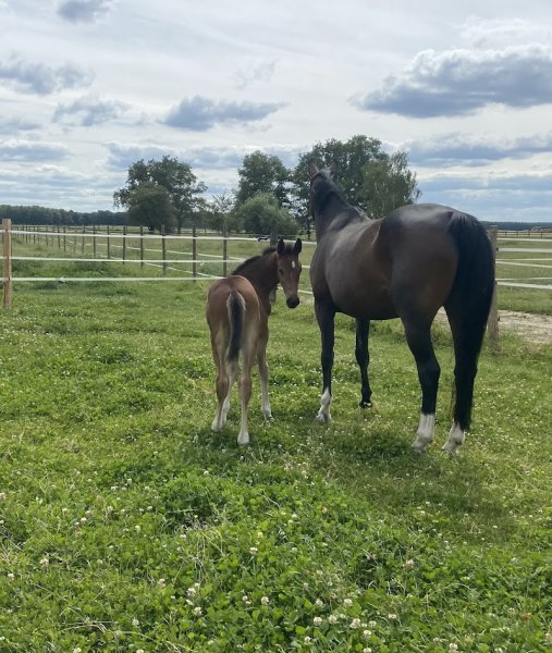 Écurie Chailly en biere - Elevage nazarice - photo 1