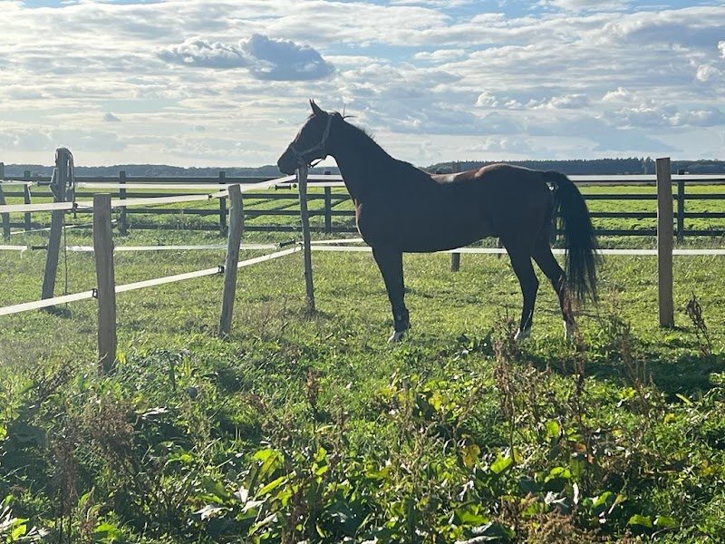 Écurie Chailly en biere - Elevage nazarice - photo 2