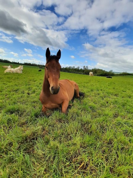 Ecurie des Zéphyr - photo 1