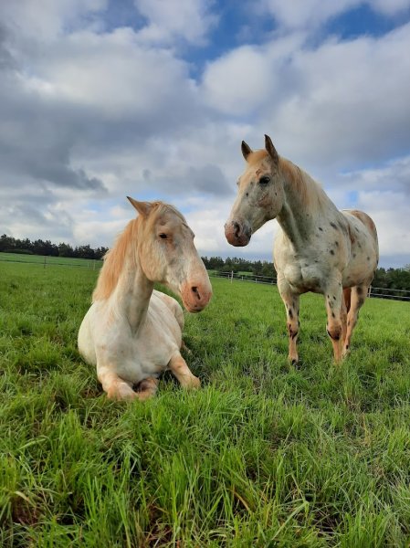 Ecurie des Zéphyr - photo 2