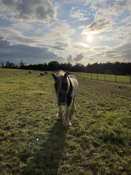 Ecurie des Zéphyr - photo 3