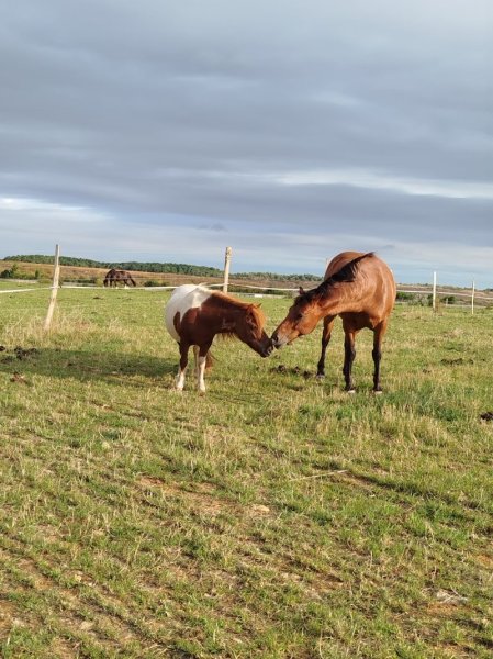 Écuries Schils - Pension de chevaux - photo 2