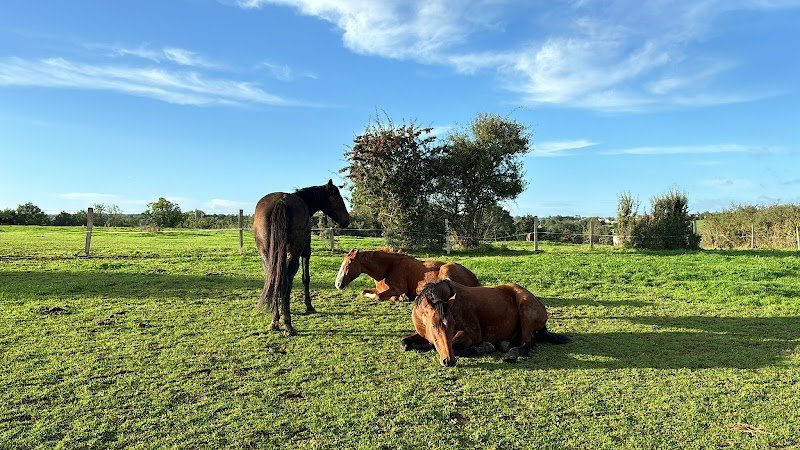 Écuries Schils - Pension de chevaux - photo 3