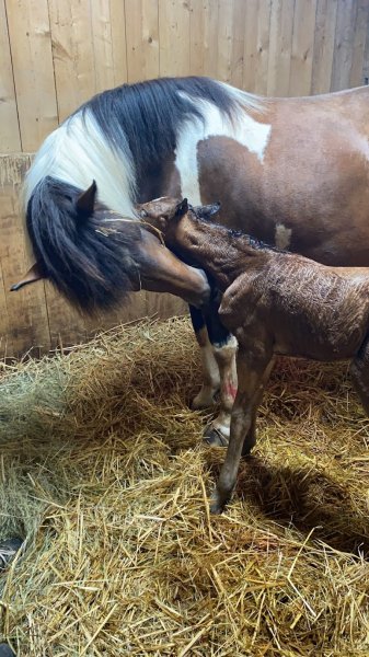 Haras Des Petits Prés