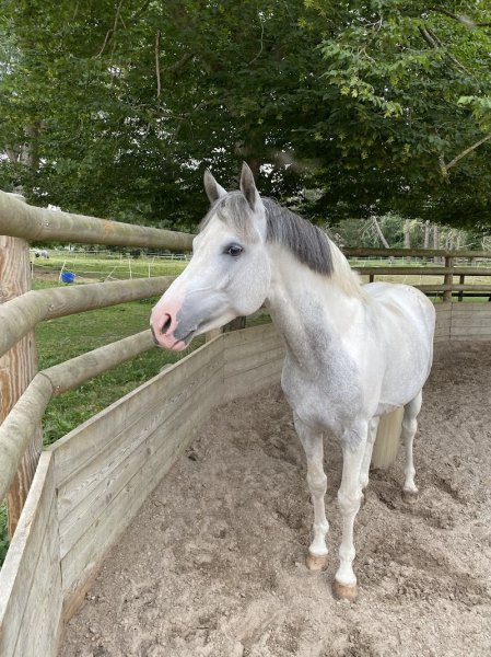 Haras Des Petits Prés - photo 2