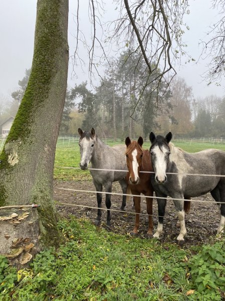 Haras Des Petits Prés - photo 3