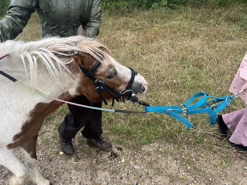Haras de la Chéchinière - Centre équestre
