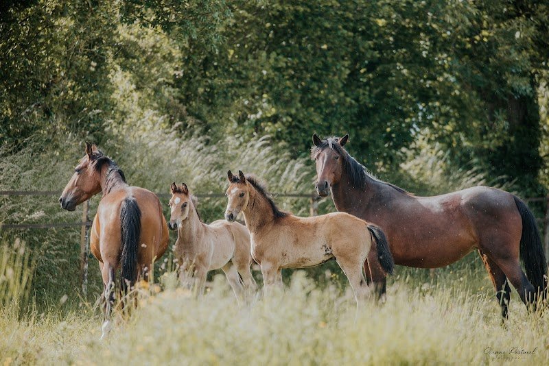 Haras du Bois de Bretel, Pension Elevage pour chevaux - photo 2