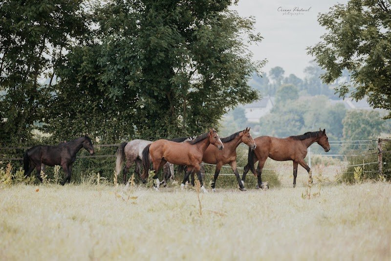 Haras du Bois de Bretel, Pension Elevage pour chevaux - photo 3
