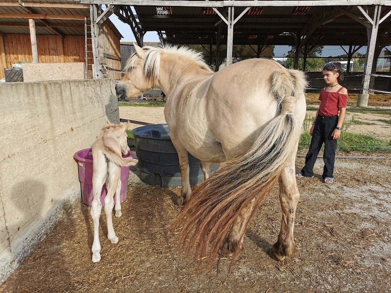 Pension Ecurie Active Equi'Libre - photo 2