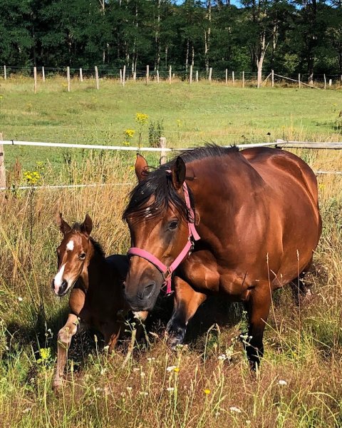 Ecurie Blessed stables - photo 3