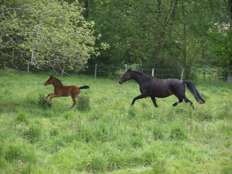 Ecuries de l'Erable - photo 2