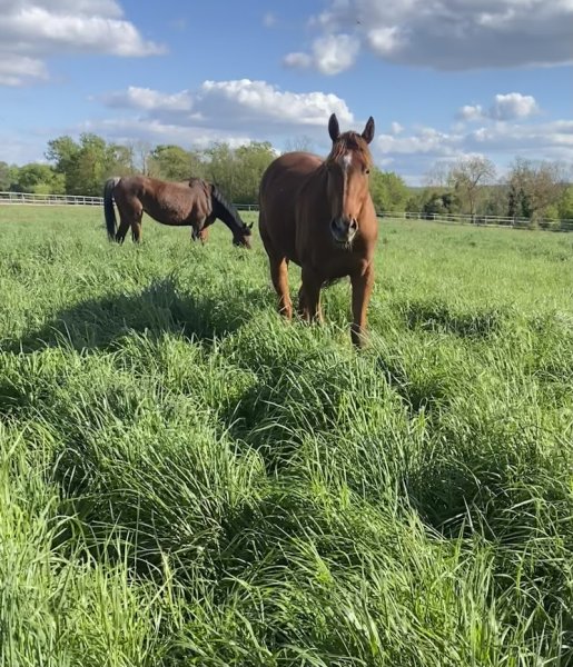 Ecurie de Flicourt - photo 1