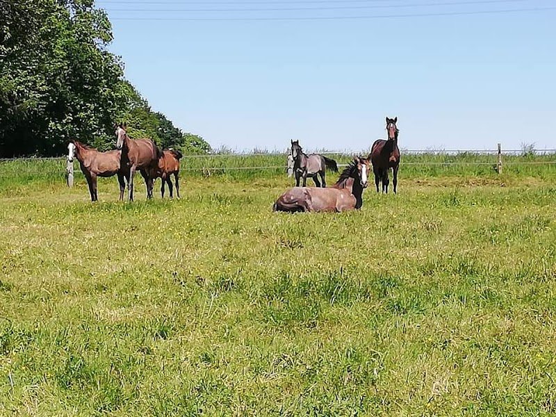Ecurie Jean Baptiste Helleux Elevage de Passillé