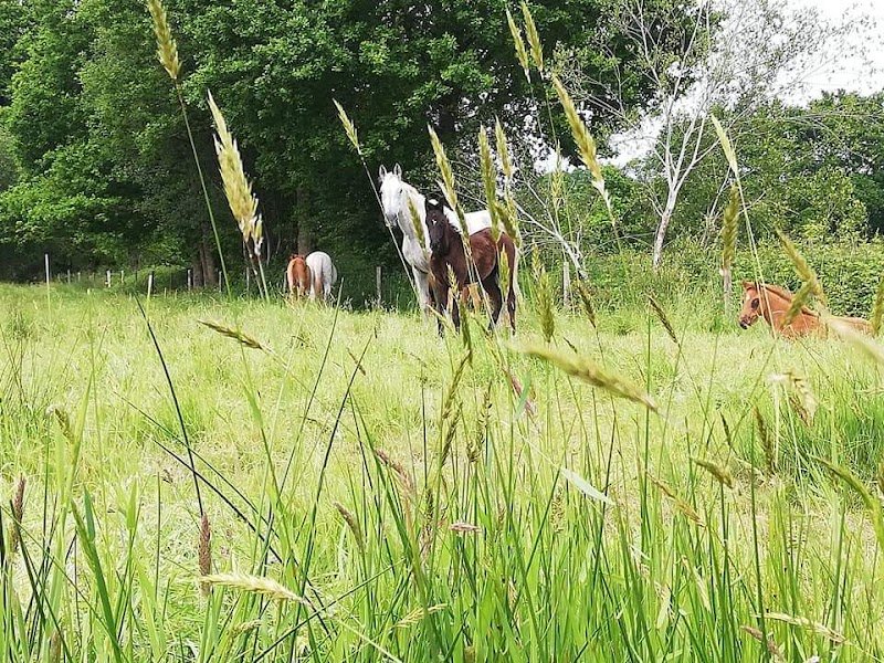 Ecurie Jean Baptiste Helleux Elevage de Passillé - photo 2