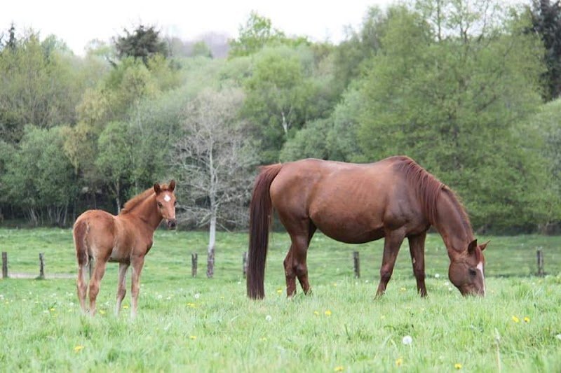 Ecurie Jean Baptiste Helleux Elevage de Passillé - photo 3