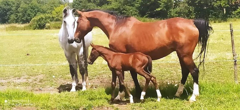 Écurie de la Noirie - photo 3