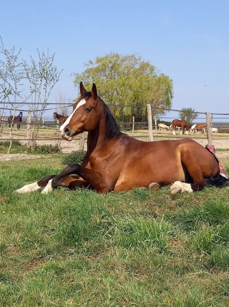 LES ECURIES DU SOUVERAIN - photo 3