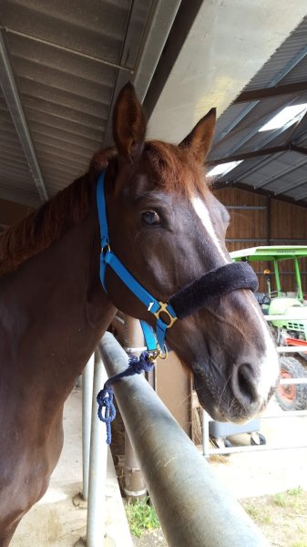 Ecuries Des Morlots - photo 3