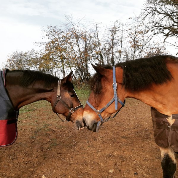 L'ecurie Des Cotottes - photo 2