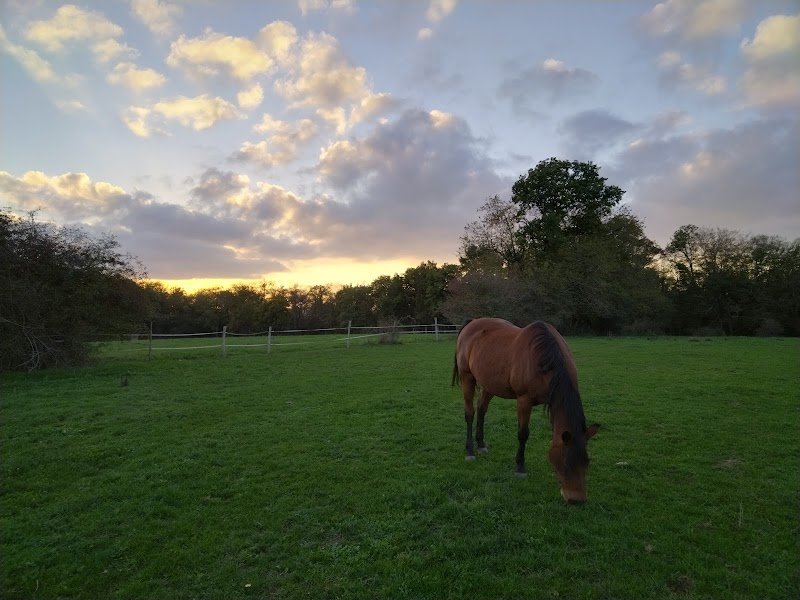 Écurie des Bleines Champs - Prévot - photo 2