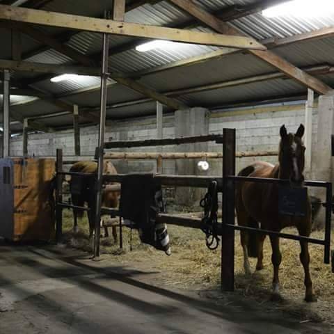 Écurie des Bleines Champs - Prévot - photo 3